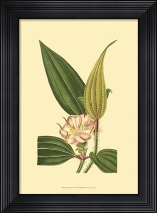 Framed Tropical Ambrosia I Print