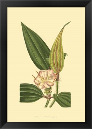 Framed Tropical Ambrosia I Print