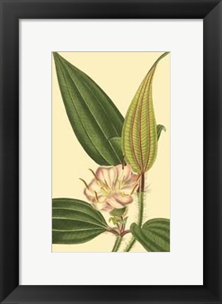 Framed Tropical Ambrosia I Print