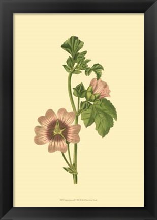 Framed Tropical Ambrosia II Print