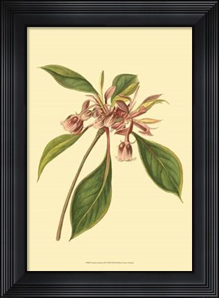 Framed Tropical Ambrosia III Print