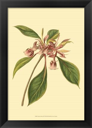 Framed Tropical Ambrosia III Print