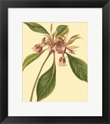 Framed Tropical Ambrosia III Print