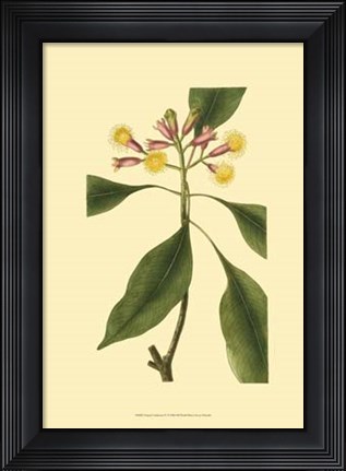 Framed Tropical Ambrosia IV Print