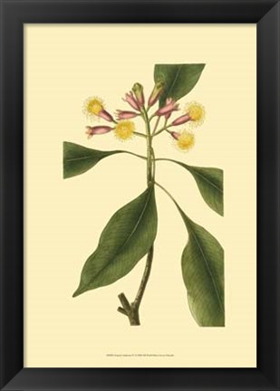 Framed Tropical Ambrosia IV Print