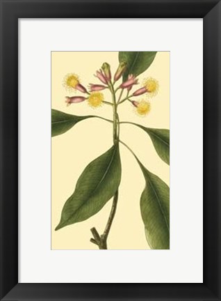 Framed Tropical Ambrosia IV Print