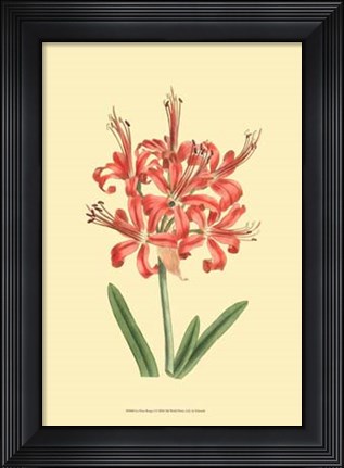 Framed Le Fleur Rouge I Print