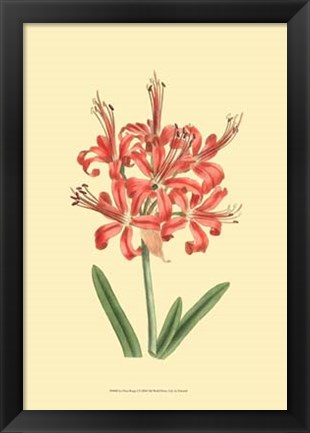 Framed Le Fleur Rouge I Print