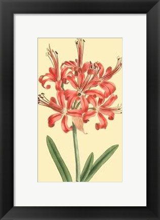 Framed Le Fleur Rouge I Print