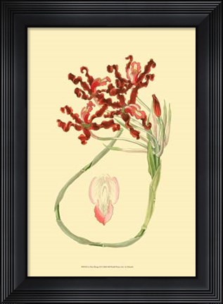 Framed Le Fleur Rouge II Print