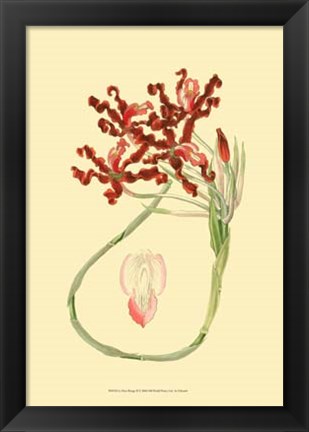Framed Le Fleur Rouge II Print