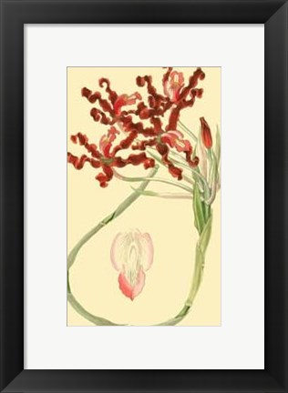 Framed Le Fleur Rouge II Print