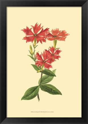Framed Le Fleur Rouge III Print