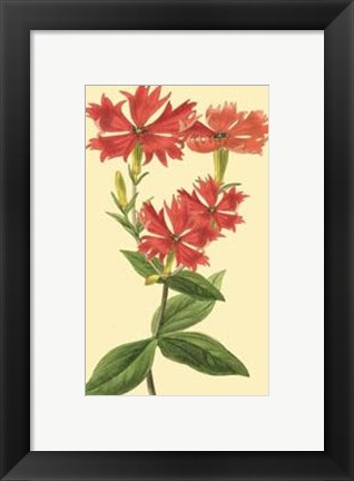 Framed Le Fleur Rouge III Print