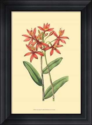 Framed Le Fleur Rouge IV Print