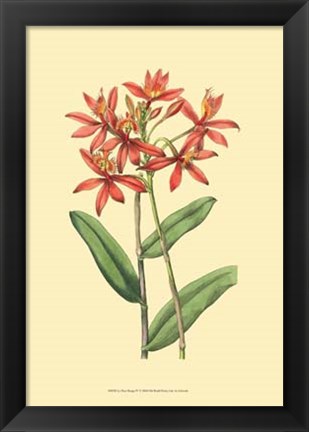 Framed Le Fleur Rouge IV Print