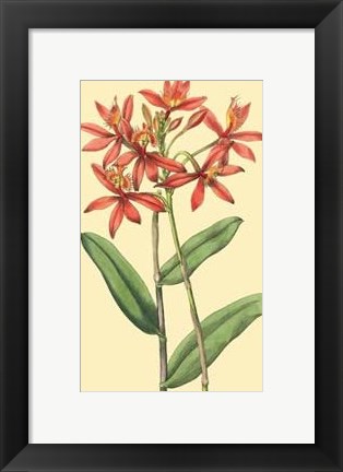 Framed Le Fleur Rouge IV Print