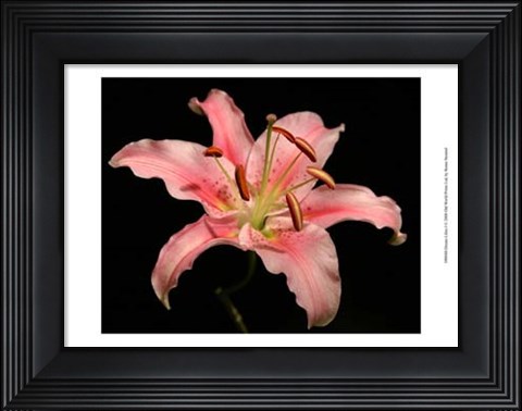 Framed Dream Lilies I Print