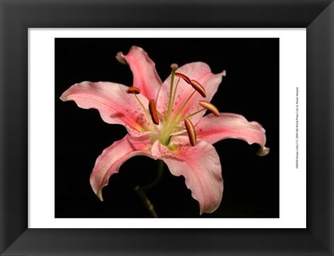 Framed Dream Lilies I Print