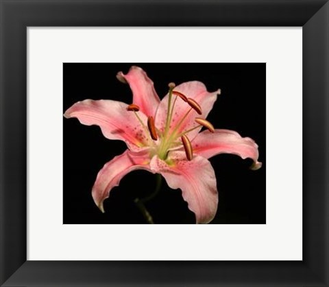 Framed Dream Lilies I Print