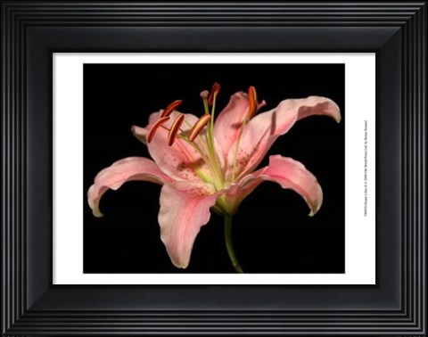 Framed Dream Lilies II Print