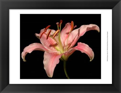 Framed Dream Lilies II Print