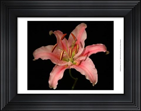 Framed Dream Lilies III Print