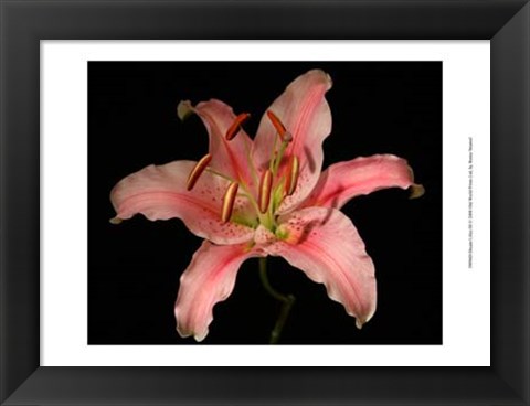 Framed Dream Lilies III Print