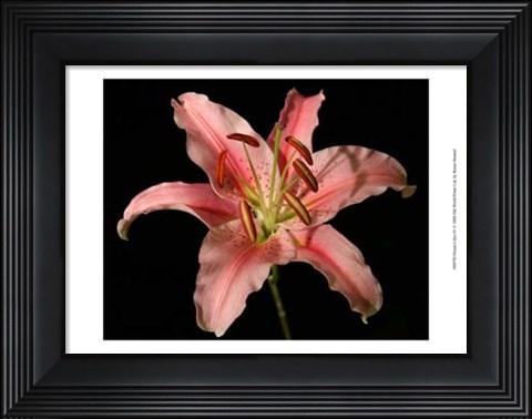 Framed Dream Lilies IV Print