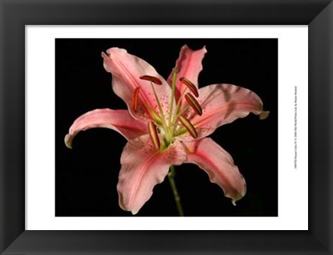 Framed Dream Lilies IV Print