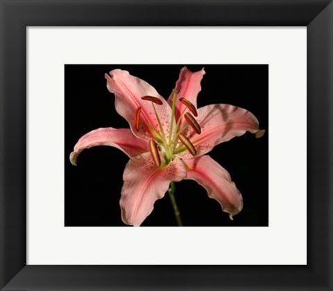 Framed Dream Lilies IV Print