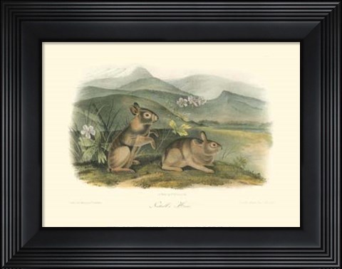 Framed Nuttall&#39;s Hare Print