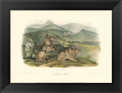 Framed Nuttall&#39;s Hare Print