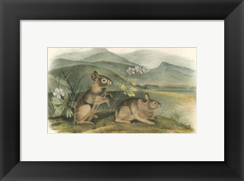 Framed Nuttall&#39;s Hare Print