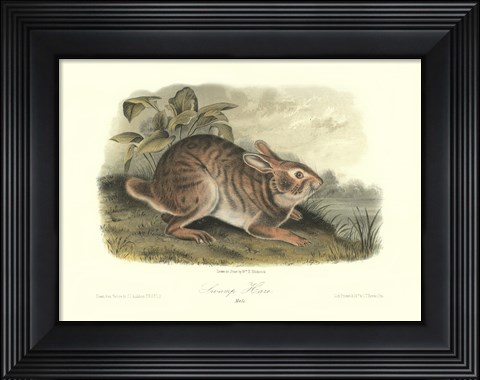 Framed Swamp Hare Print