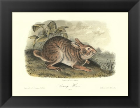 Framed Swamp Hare Print