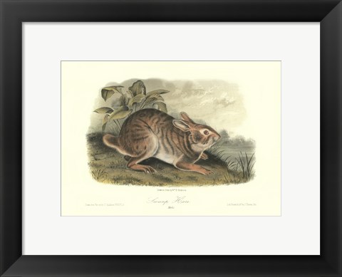 Framed Swamp Hare Print