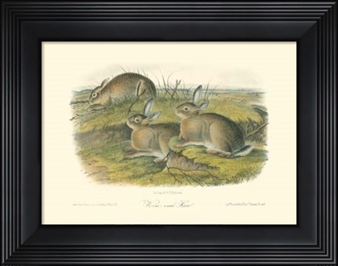 Framed Worm-wood Hare Print