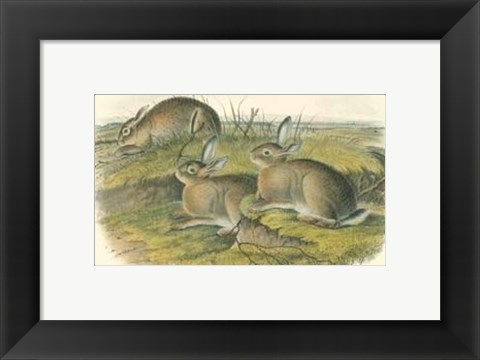 Framed Worm-wood Hare Print