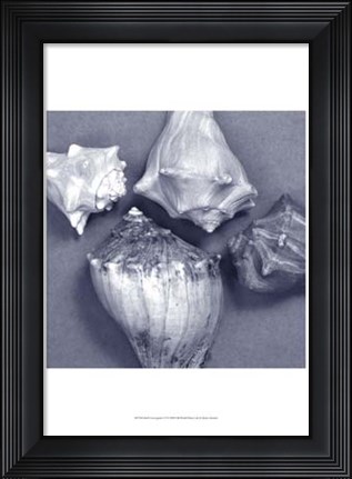 Framed Shell Convergence VI Print