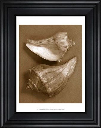 Framed Sensual Shells I Print
