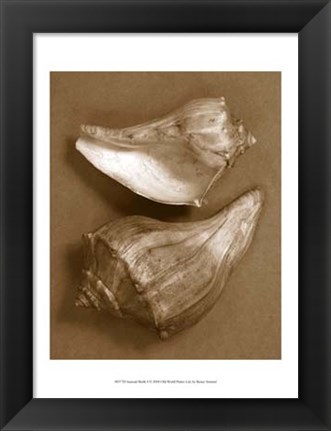 Framed Sensual Shells I Print