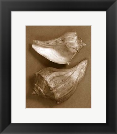 Framed Sensual Shells I Print