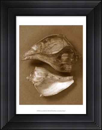 Framed Sensual Shells II Print