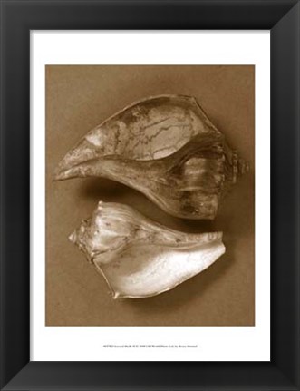 Framed Sensual Shells II Print