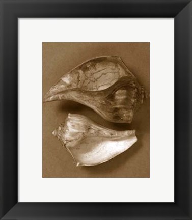 Framed Sensual Shells II Print