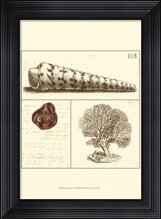 Framed Shell Classification I Print