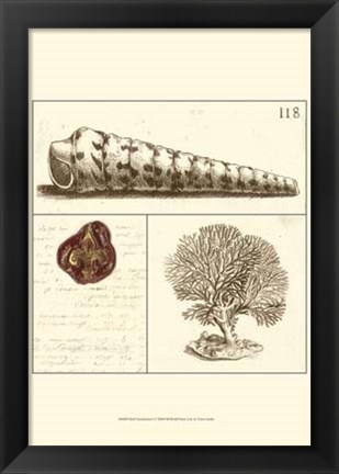 Framed Shell Classification I Print