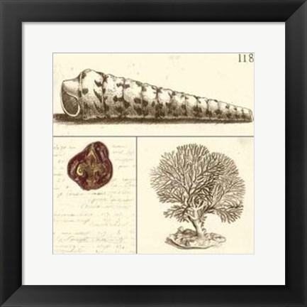 Framed Shell Classification I Print