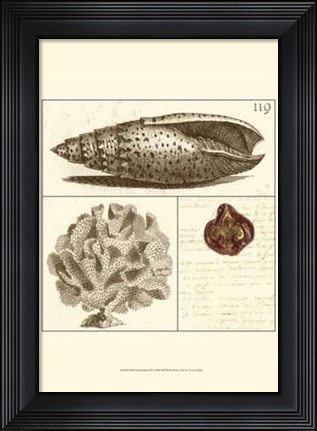 Framed Shell Classification II Print